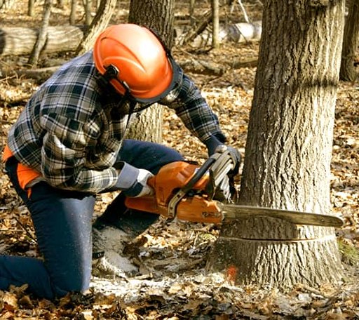 Tree Removal in Pleasanton, KS